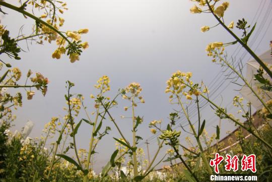 bb贝博艾弗森官方网站教授付东辉培育出的彩色油菜花。　王昊阳 摄